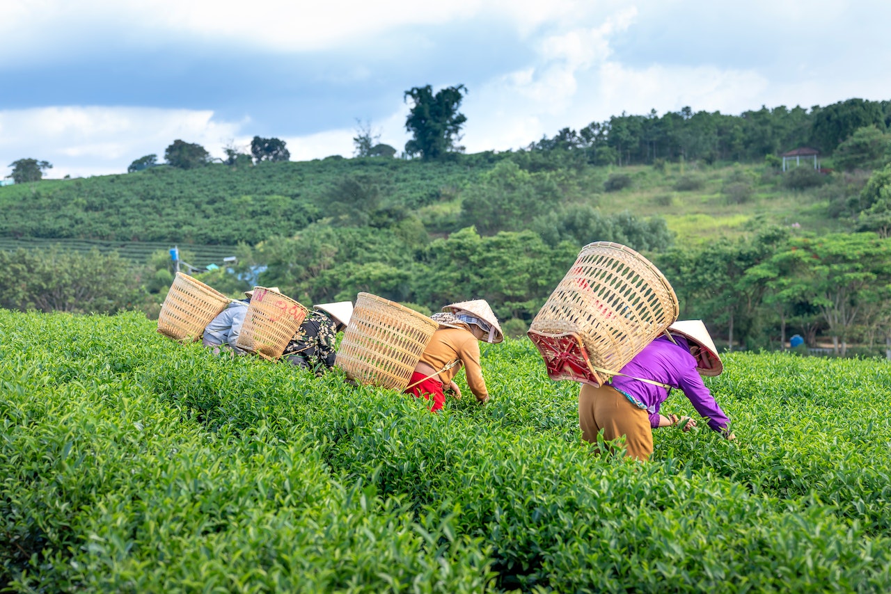 Oolong Tea vs. Assam Black Tea: Which Is Better?